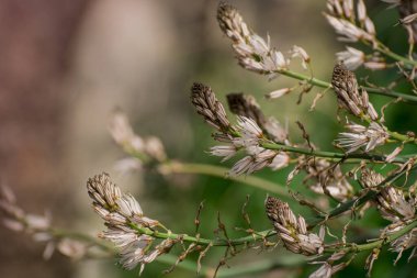 Asphodelus ramosus (dallanmış asphodel) çiçeği