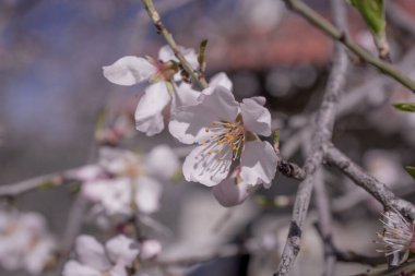 Kışın beyaz ve pembe badem çiçekleri, yakın plan.
