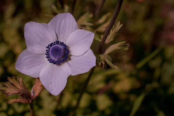 Άνθη Ανεμόνης Παπαρούνας — Φωτογραφία Αρχείου