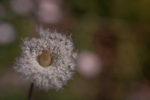 イソギンチャクまたはケシのイソギンチャクの花 — ストック写真