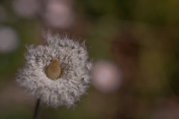 Anemon Coronaria Eller Vallmo Anemon Blommor — Stockfoto