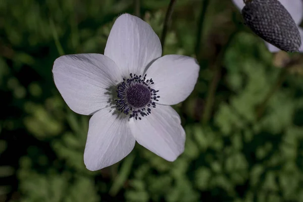 Anemone Coronaria Papoula Anêmona Flores — Fotografia de Stock