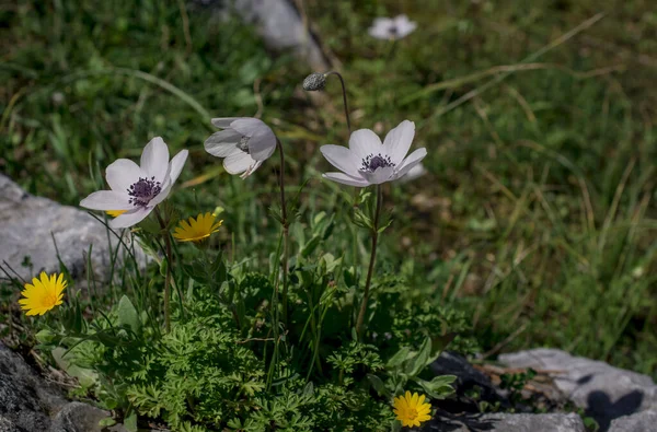 Anemone Coronaria Papoula Anêmona Flores — Fotografia de Stock