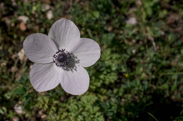 Anemone Koronaria Gelincik Şakayığı Çiçekleri — Stok fotoğraf