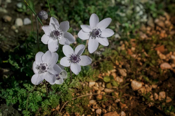 Anemone Coronaria Цветки Анемона Мака — стоковое фото