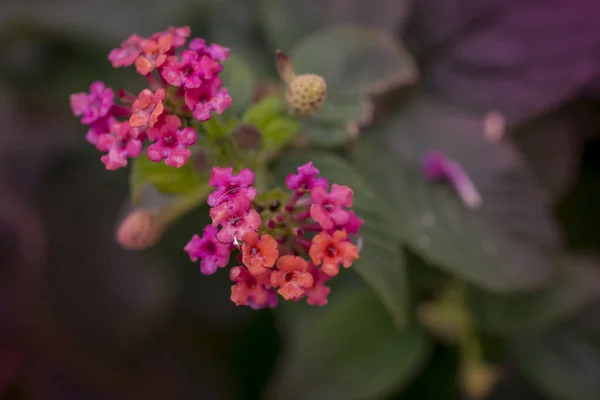 Lantana Camara Kwiaty Kwitnące Parku — Zdjęcie stockowe
