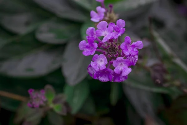 Lantana Camara Květy Kvetoucí Parku — Stock fotografie