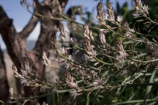 Asphodelus ramosus (dallanmış asphodel) çiçeği