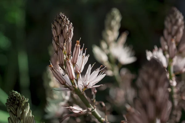 Asphodelus Ramosus Branched Asphodel Flower — Stock Photo, Image