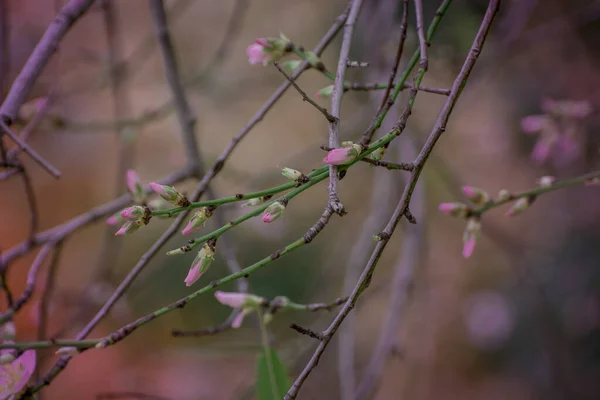 Grappe Fleurs Amande Blanches Roses Hiver Gros Plan — Photo