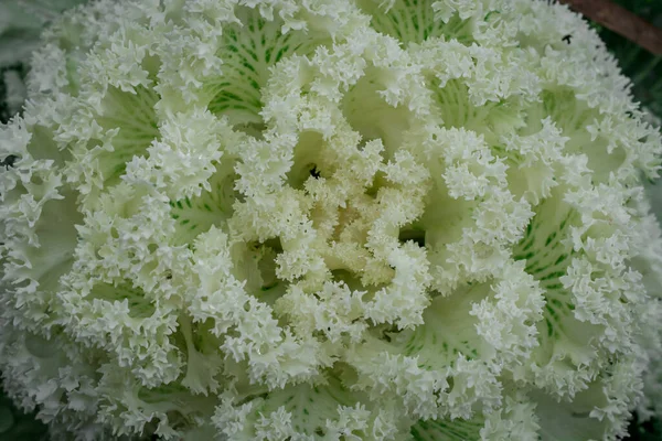 Ornamental Cabbage Kale Garden — Stock Photo, Image