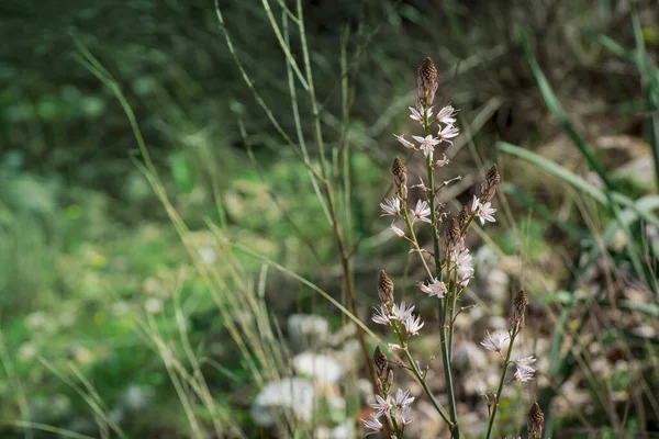 Asphodelus Ramosus Rozvětvený Asfodel Květ — Stock fotografie