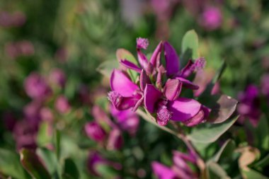  Baharın güneşli bir gününde çiçek fotoğrafı.
