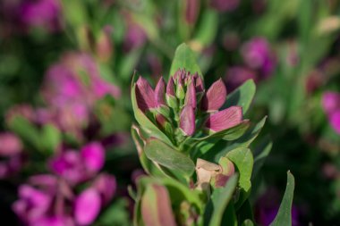  Baharın güneşli bir gününde çiçek fotoğrafı.