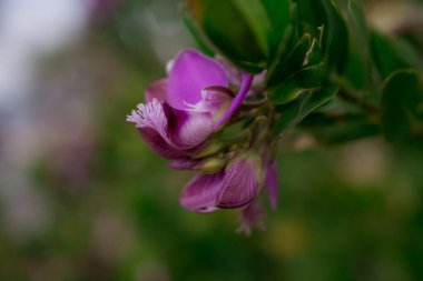  Baharın güneşli bir gününde çiçek fotoğrafı.