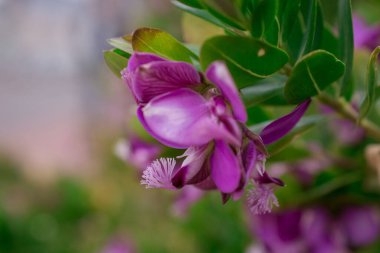 Baharın güneşli bir gününde çiçek fotoğrafı.