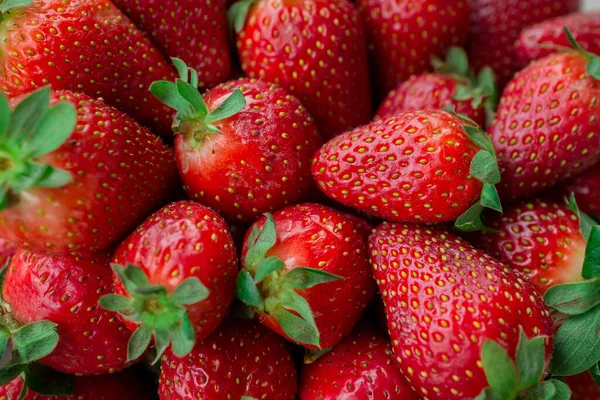 Fondo Fresa Fresca Recogida Mano Fresa Madura Derecha — Foto de Stock