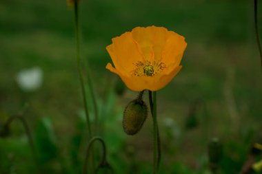 Bahar gelinciği çiçekleri ile doğal arkaplan 