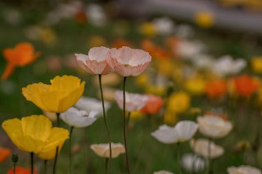 Bahar gelinciği çiçekleri ile doğal arkaplan 