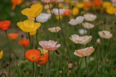 Bahar gelinciği çiçekleri ile doğal arkaplan 