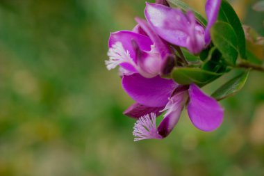  Baharın güneşli bir gününde çiçek fotoğrafı.