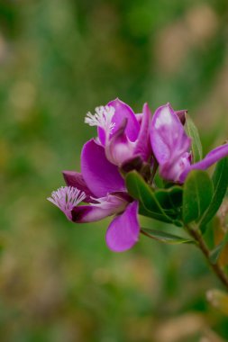  Baharın güneşli bir gününde çiçek fotoğrafı.