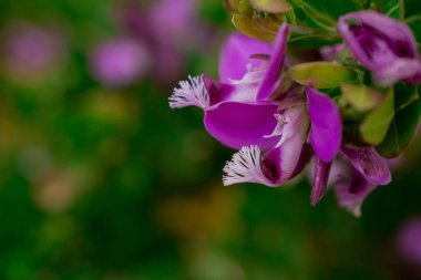  Baharın güneşli bir gününde çiçek fotoğrafı.