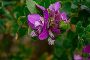  Baharın güneşli bir gününde çiçek fotoğrafı.