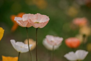 Bahar gelinciği çiçekleri ile doğal arkaplan 