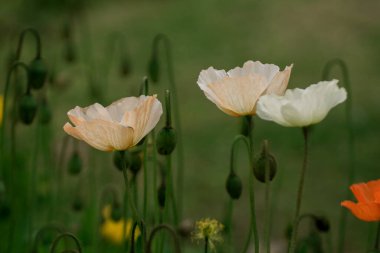 Bahar gelinciği çiçekleri ile doğal arkaplan 