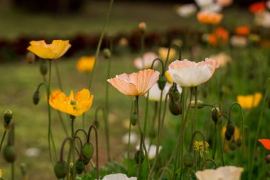 Bahar gelinciği çiçekleri ile doğal arkaplan 