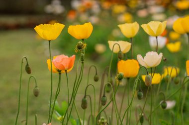 Bahar gelinciği çiçekleri ile doğal arkaplan 