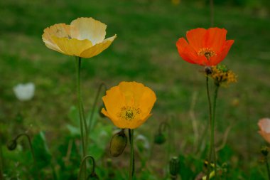 Bahar gelinciği çiçekleri ile doğal arkaplan 