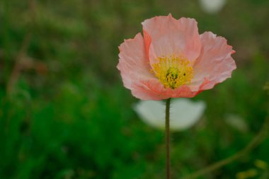 Bahar gelinciği çiçekleri ile doğal arkaplan 