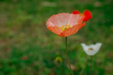 Bahar gelinciği çiçekleri ile doğal arkaplan 