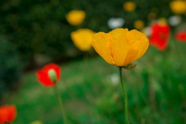 Bahar gelinciği çiçekleri ile doğal arkaplan 