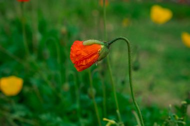 Bahar gelinciği çiçekleri ile doğal arkaplan 