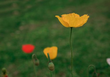 Bahar gelinciği çiçekleri ile doğal arkaplan 