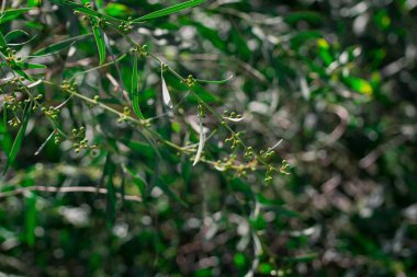 güzel yeşil yaprakları ve parlak güneş
