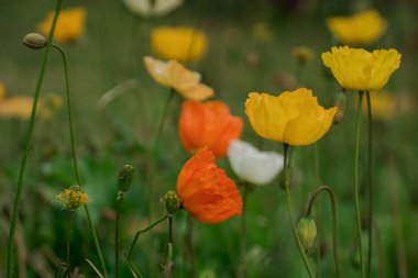 Bahar gelinciği çiçekleri ile doğal arkaplan 