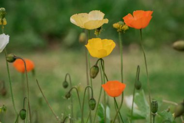 Bahar gelinciği çiçekleri ile doğal arkaplan 