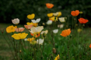 Bahar gelinciği çiçekleri ile doğal arkaplan 
