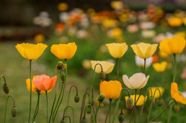 Bahar gelinciği çiçekleri ile doğal arkaplan 