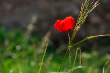 Bahar gelinciği çiçekleri ile doğal arkaplan 
