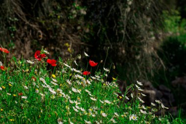 Bahar gelinciği çiçekleri ile doğal arkaplan 