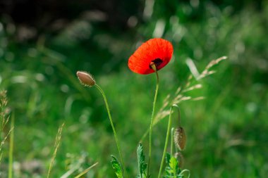 Bahar gelinciği çiçekleri ile doğal arkaplan 