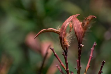  Tohumlar açan parlak pembe zakkum çiçeklerinden sonra