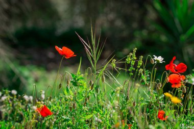 Bahar gelinciği çiçekleri ile doğal arkaplan 