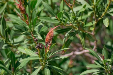 Bir binanın çatısında su dolu çelik variller. 