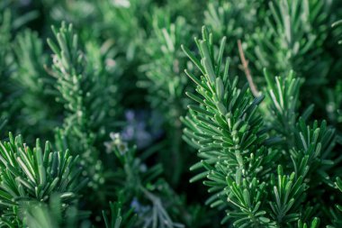 Bir binanın çatısında su dolu çelik variller. 